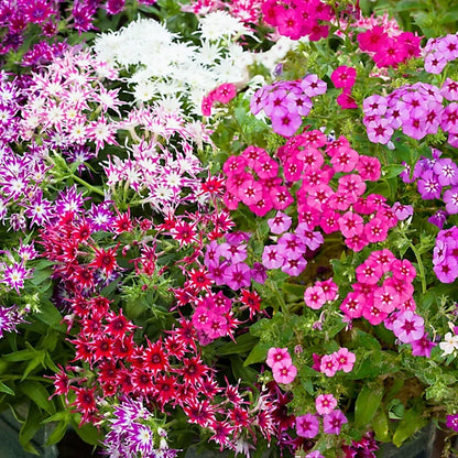 Heirloom Surfinia Flower seeds for Planting Sun Loving Heirloom & GMO Free Seeds for Home Garden