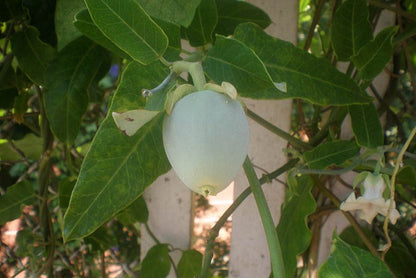 Araujia Climbing Flower Seeds For Planting Beauty
