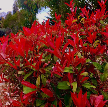 Photinia Flower seeds for Planting - Pollinator Friendly, Heirloom & GMO Free Seeds for Home Garden