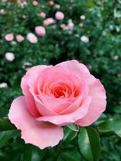 Rose Rosa Flower seeds for Planting Bright Blooms Heirloom & GMO Free Seeds for Home Garden