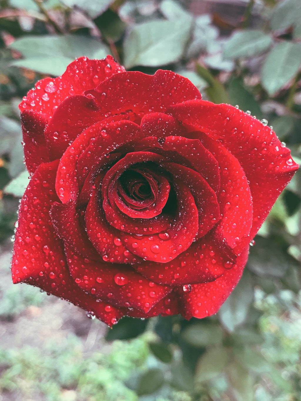 High quality Multi Rose Flower seeds for Planting Perfect for Borders, Heirloom & GMO Free Seeds for Home Garden S seeds pack