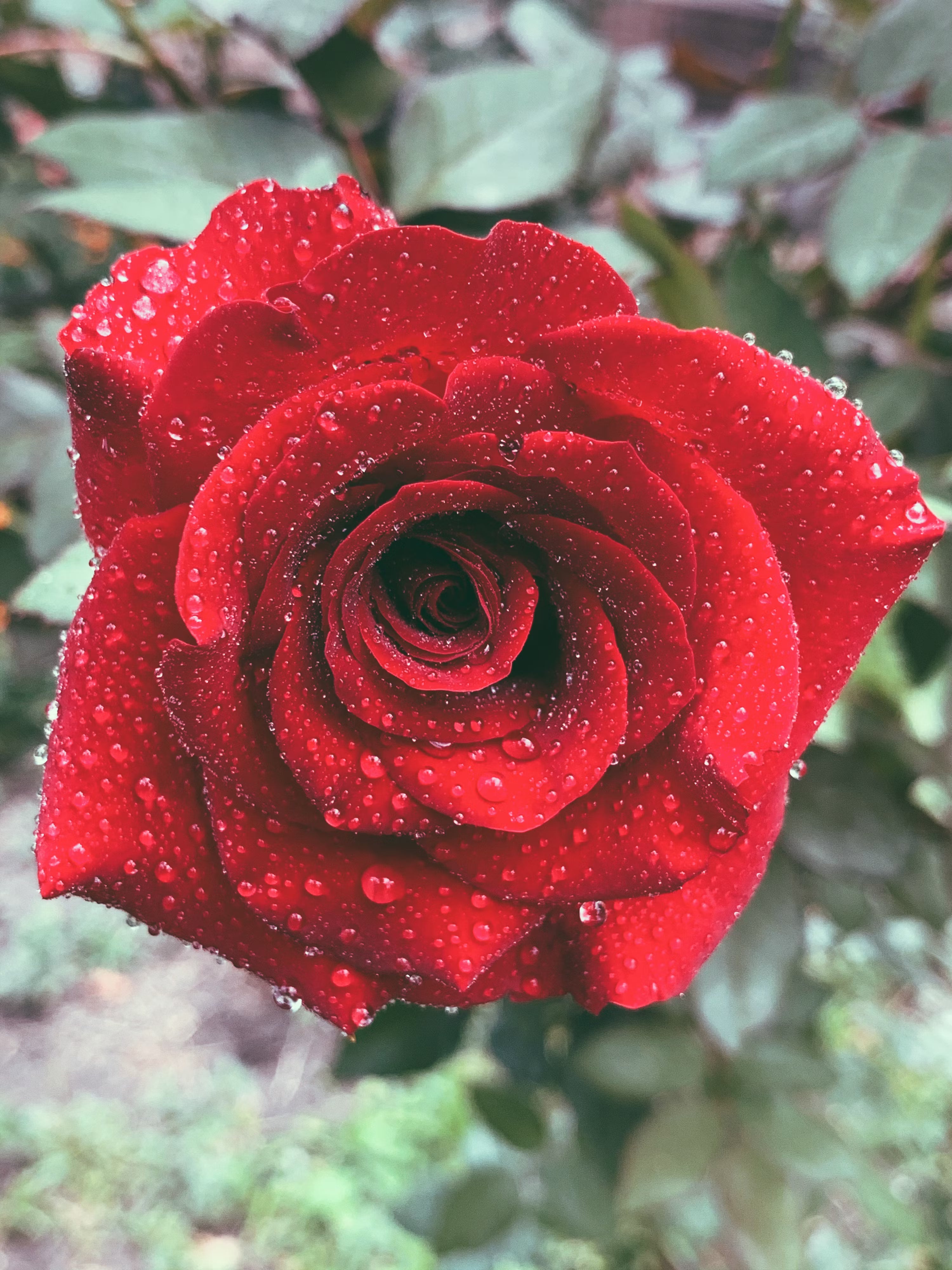 High quality Multi Rose Flower seeds for Planting Perfect for Borders, Heirloom & GMO Free Seeds for Home Garden S seeds pack