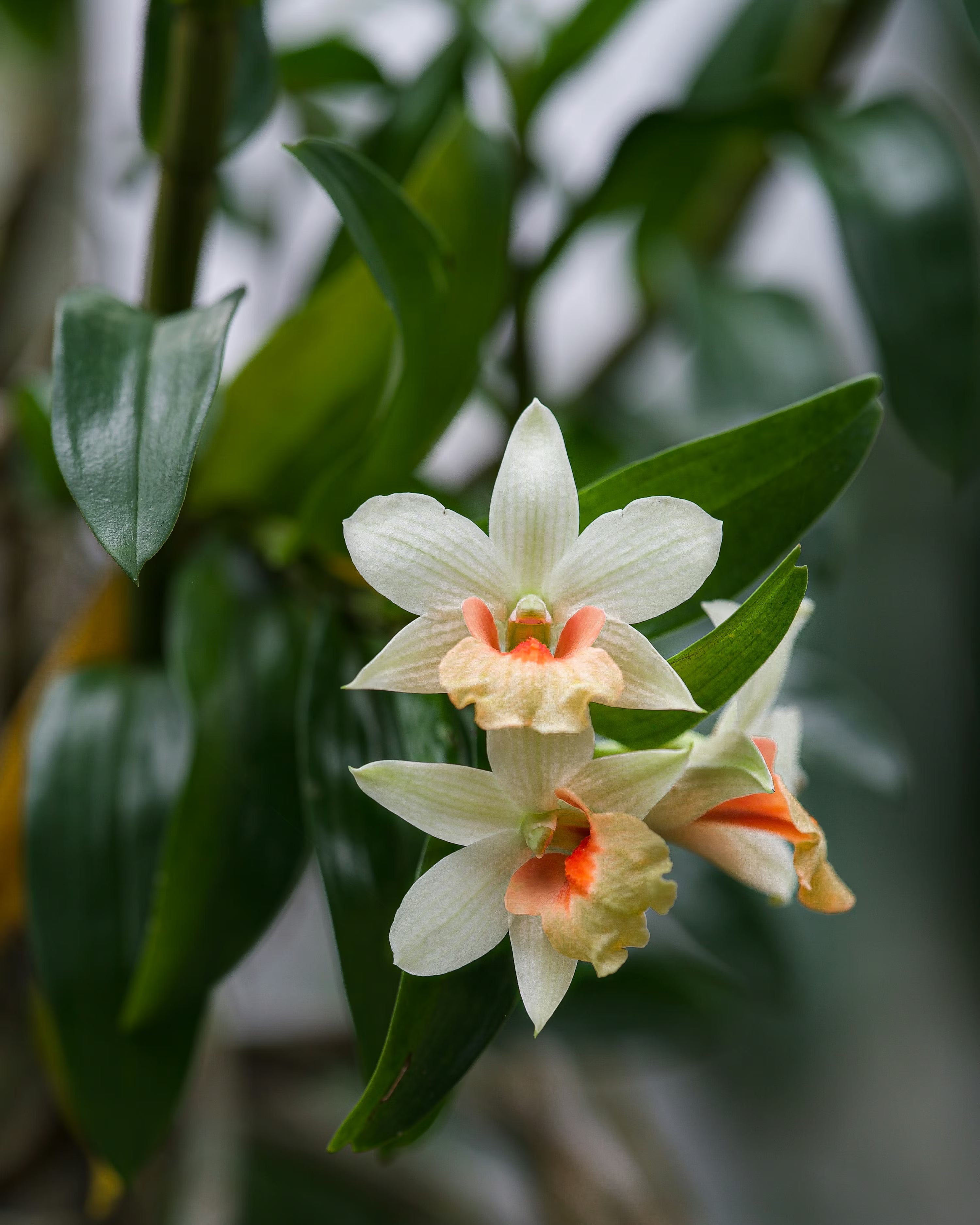 White Orange Orchid Flower seeds for Planting Cut Flower Favorite, Heirloom & GMO Free0 Seeds for Home Garden vegetable and garden seeds