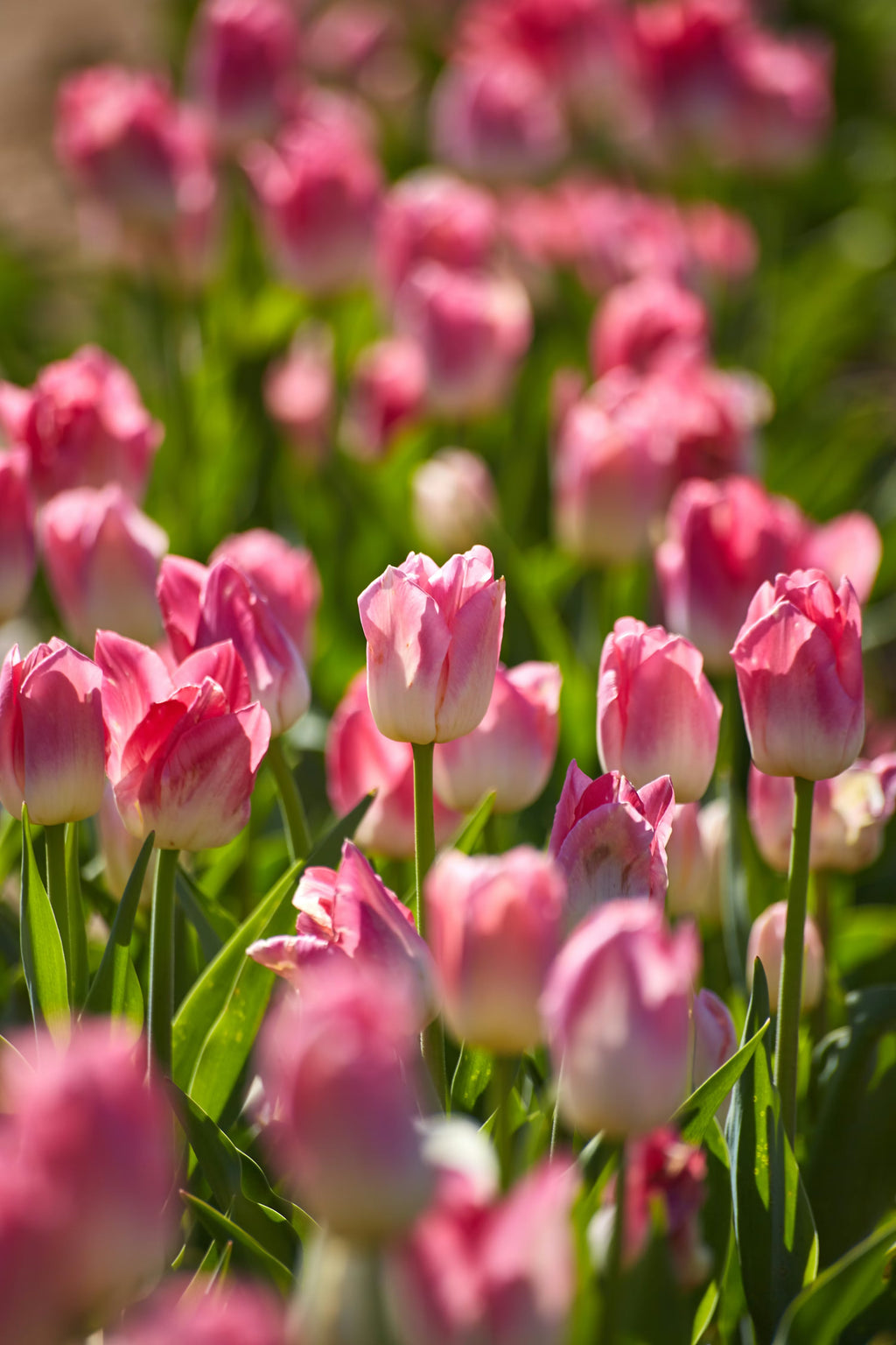High quality Pink White Tulip Flower seeds for Planting Fragrant Blossoms, Heirloom & GMO Free Seeds for Home Garden seeds pack