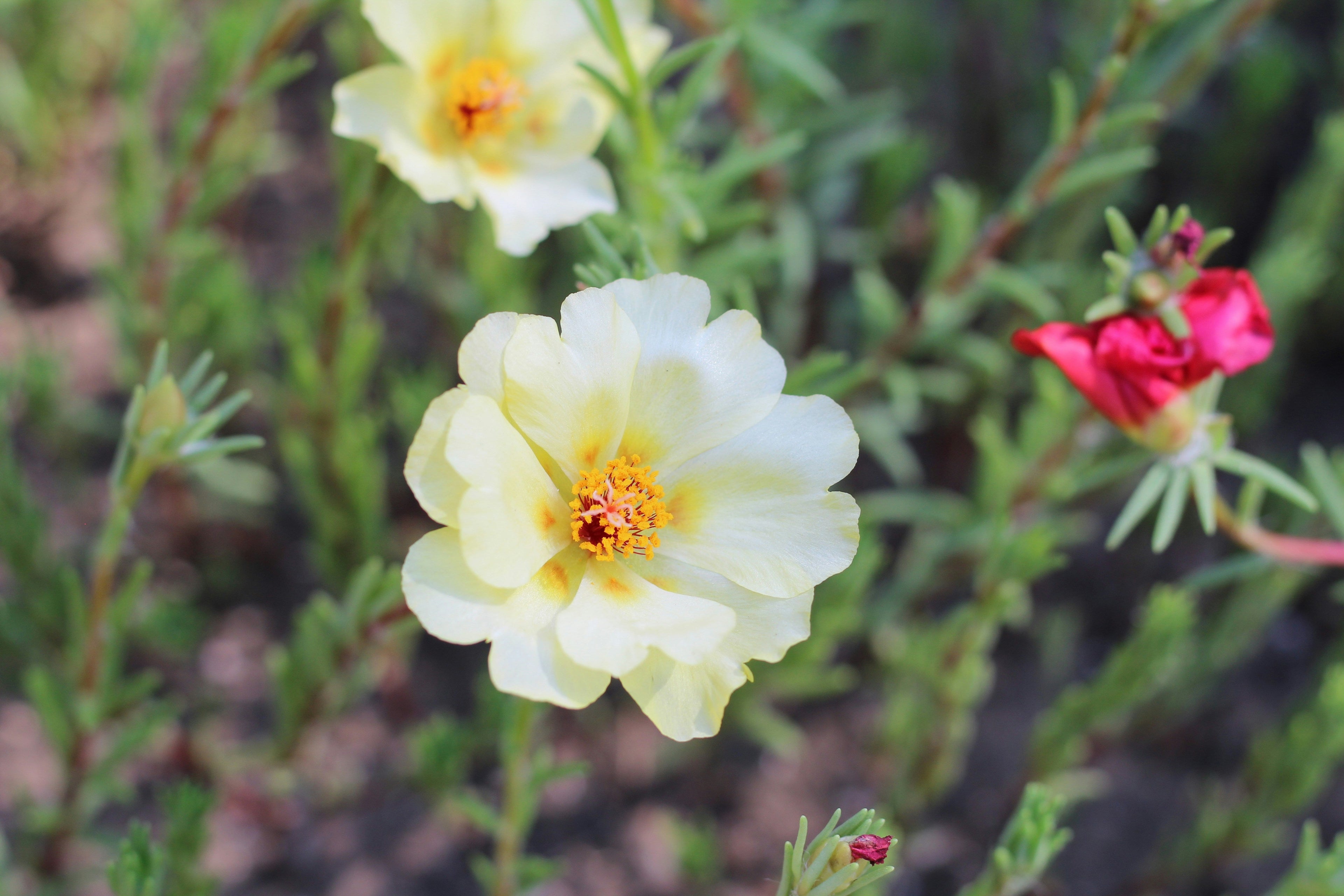 Cream Portulaca Flower seeds for Planting Compact Growth, Heirloom & GMO Free Seeds for Home Garden vegetable and garden seeds