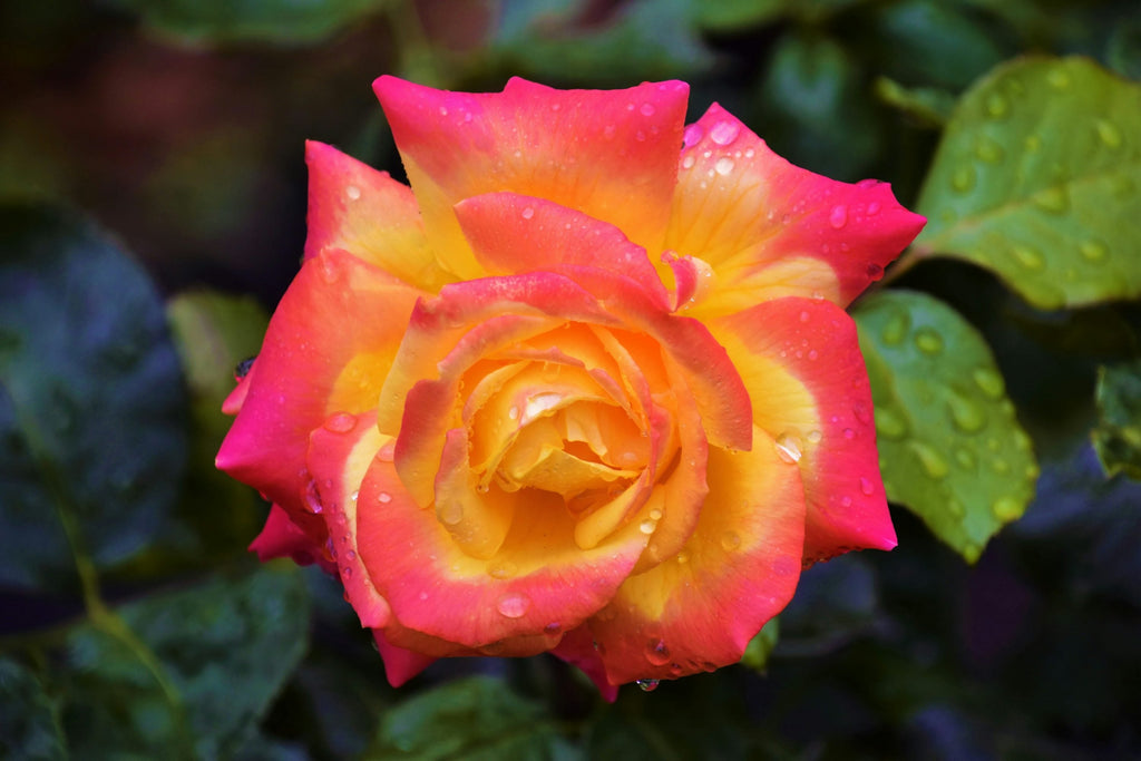 Pink and Yellow Rose Non GMO Heirloom Garden Seeds Flower seeds for Planting Pollinator Friendly, Heirloom & GMO Free Seeds for Home Garden vegetable and garden seeds