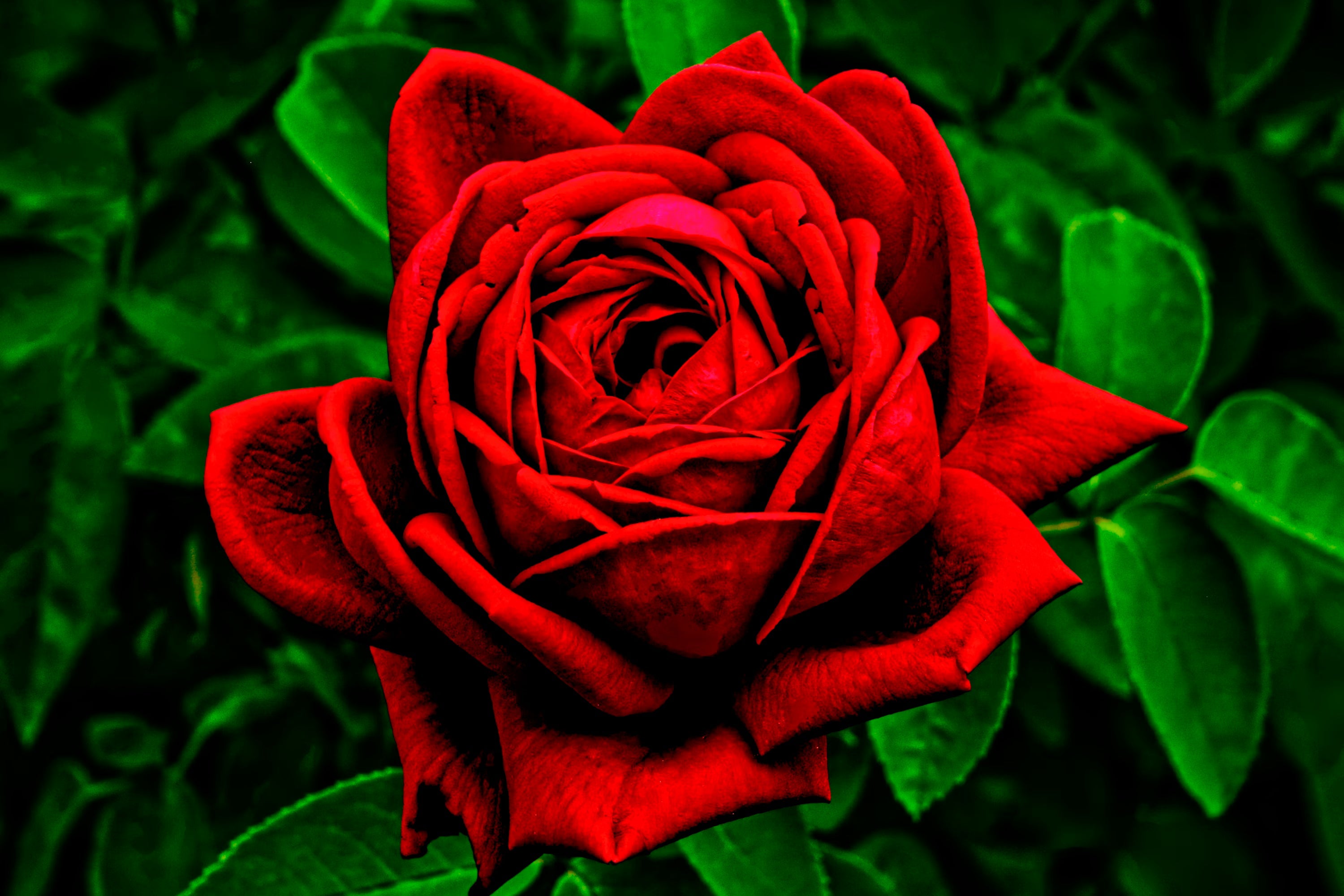 High quality Red Green Rose Flower seeds for Planting Shade Tolerant, Heirloom & GMO Free Seeds for Home Garden seeds pack