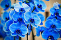 Futaba Blue Butterfly Orchid Flower seeds for Planting Hardy Variety, Heirloom & GMO Free Seeds for Home Garden seeds for planting