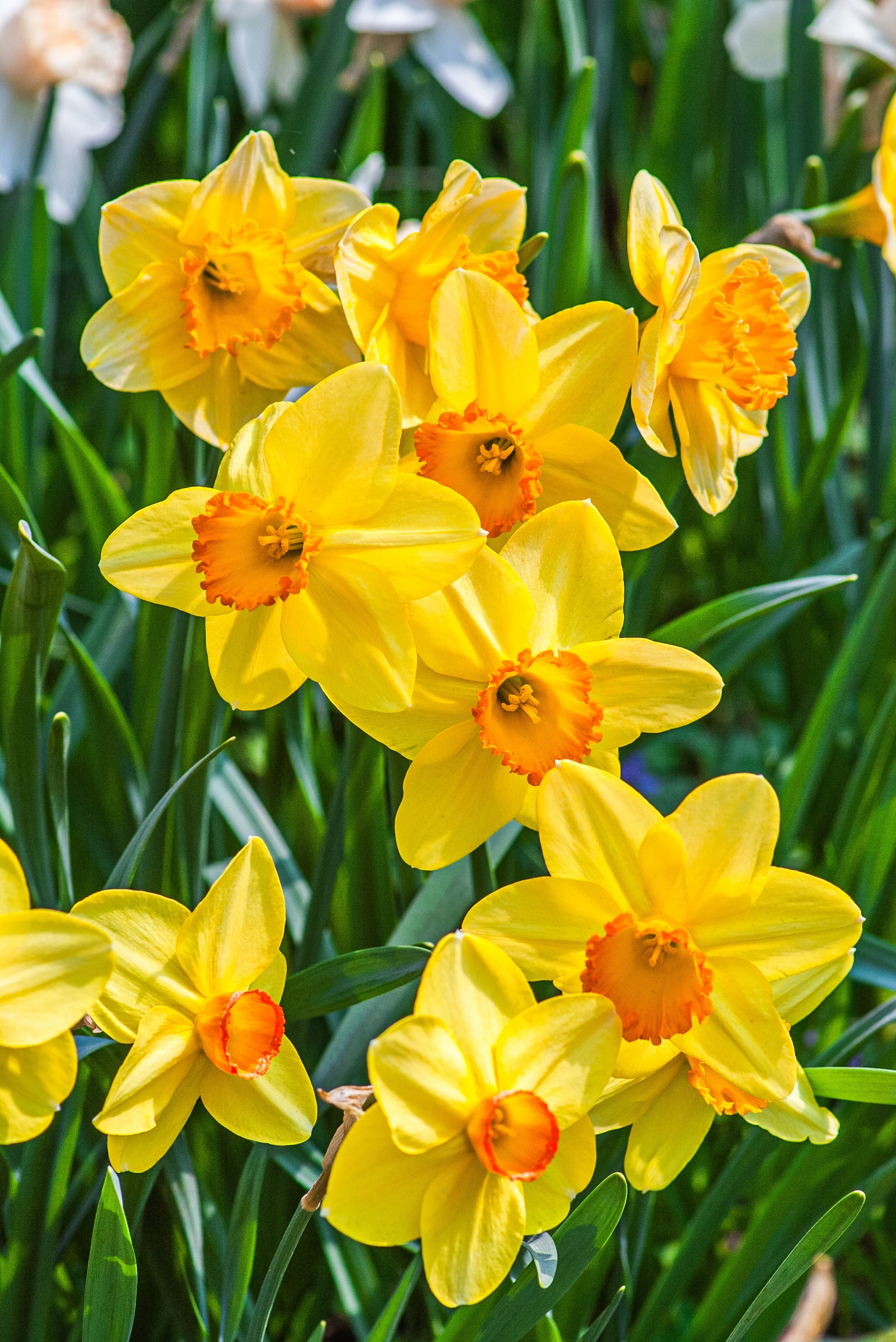 Narcissus Asturiensis Flower seeds for Planting Perfect for Borders, Heirloom & GMO Free Seeds for Home Garden vegetable and garden seeds