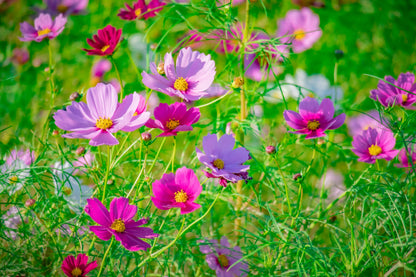 Cosmos Flower seeds for Planting Pollinator Friendly Heirloom & GMO Free Seeds for Home Garden