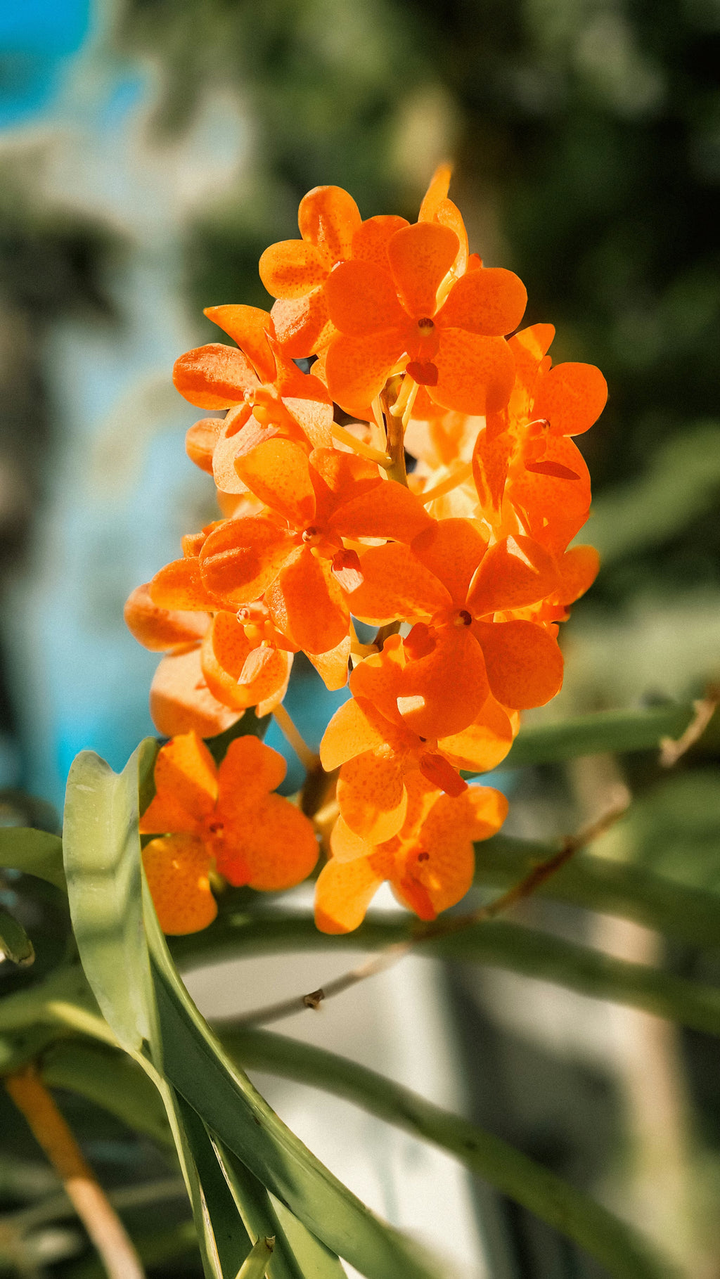 Premium Orange Bell Orchid Seeds Flower seeds for Planting Hardy Variety, Heirloom & GMO Free Seeds for Home Garden seeds