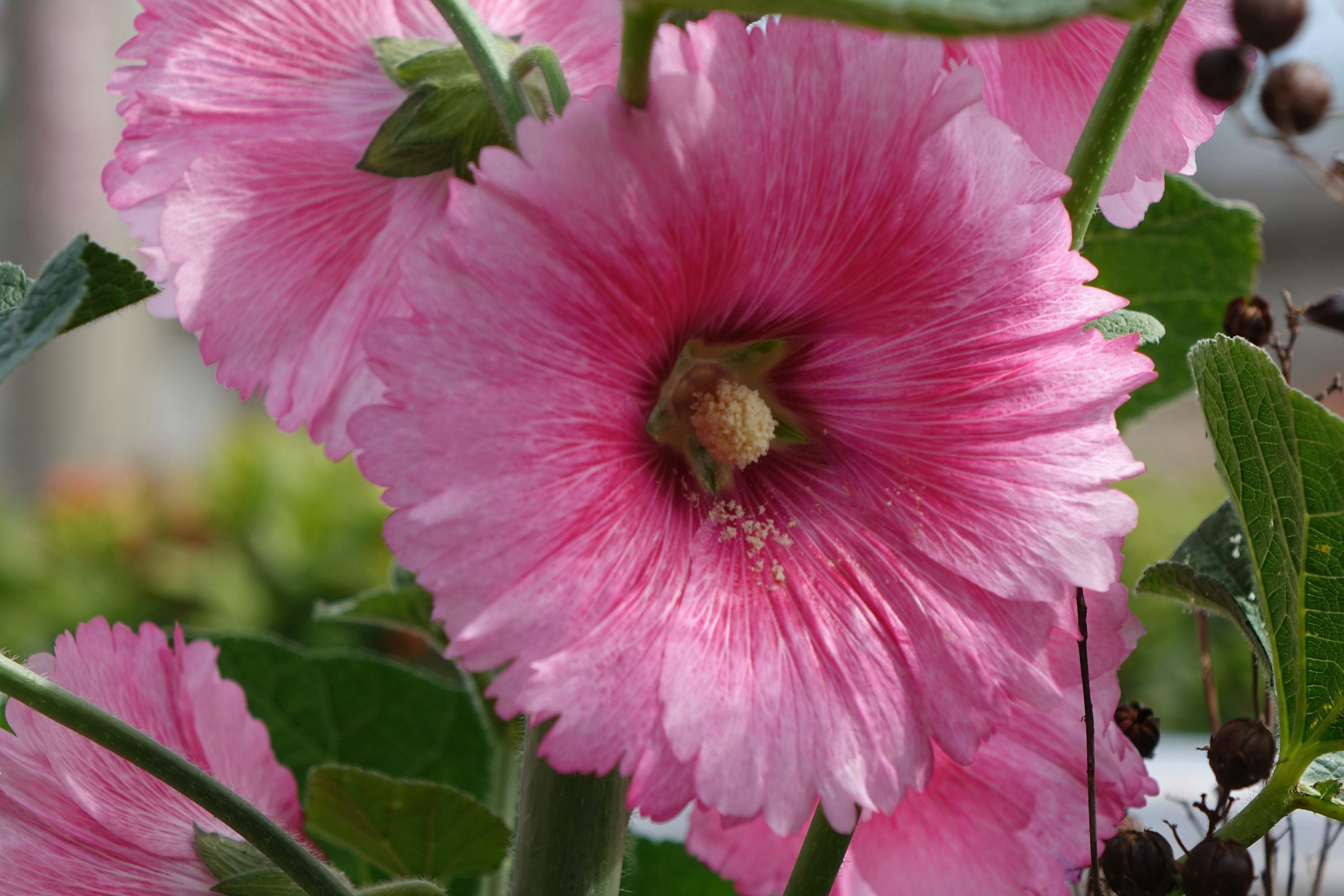 Premium Pale Pink Hollyhock Flower seeds for Planting Long Bloom Season, Heirloom & GMO Free Seeds for Home Garden seeds