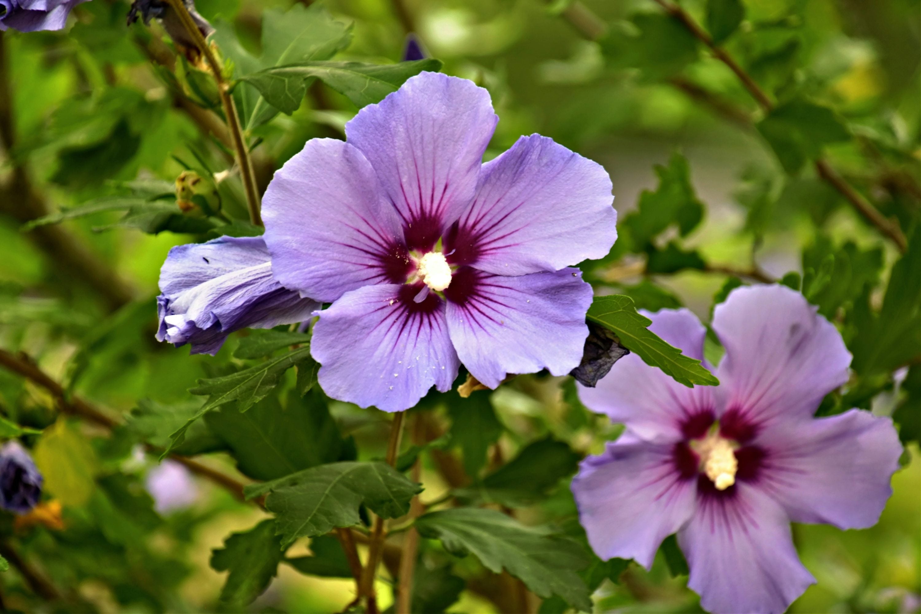 Green Purple Hibiscus Flower seeds for Planting Shade Tolerant, Heirloom & GMO Free Seeds for Home Garden seeds for planting