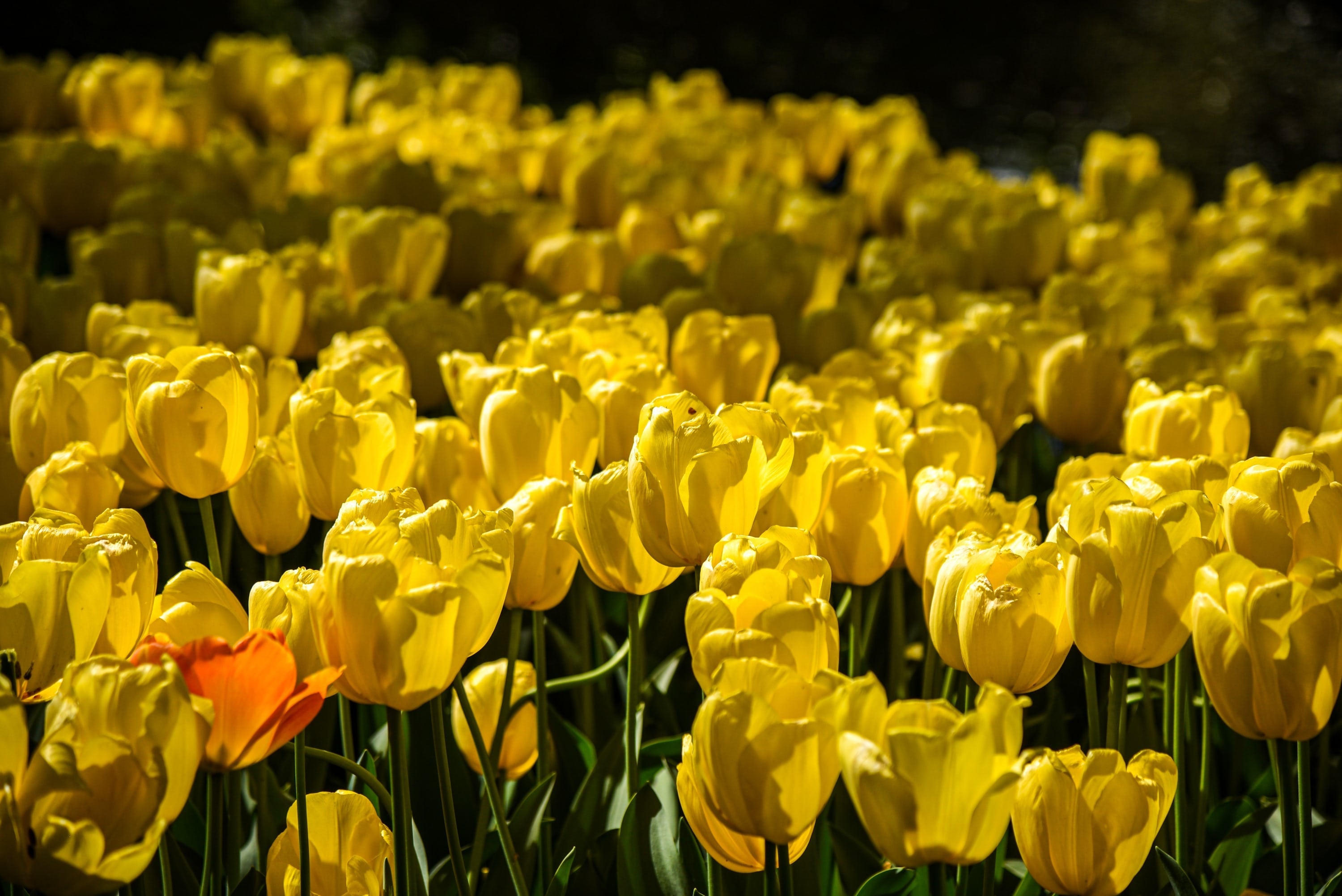 High quality Light Yellow Tulip Flower seeds for Planting Shade Tolerant, Heirloom & GMO Free Seeds for Home Garden seeds pack