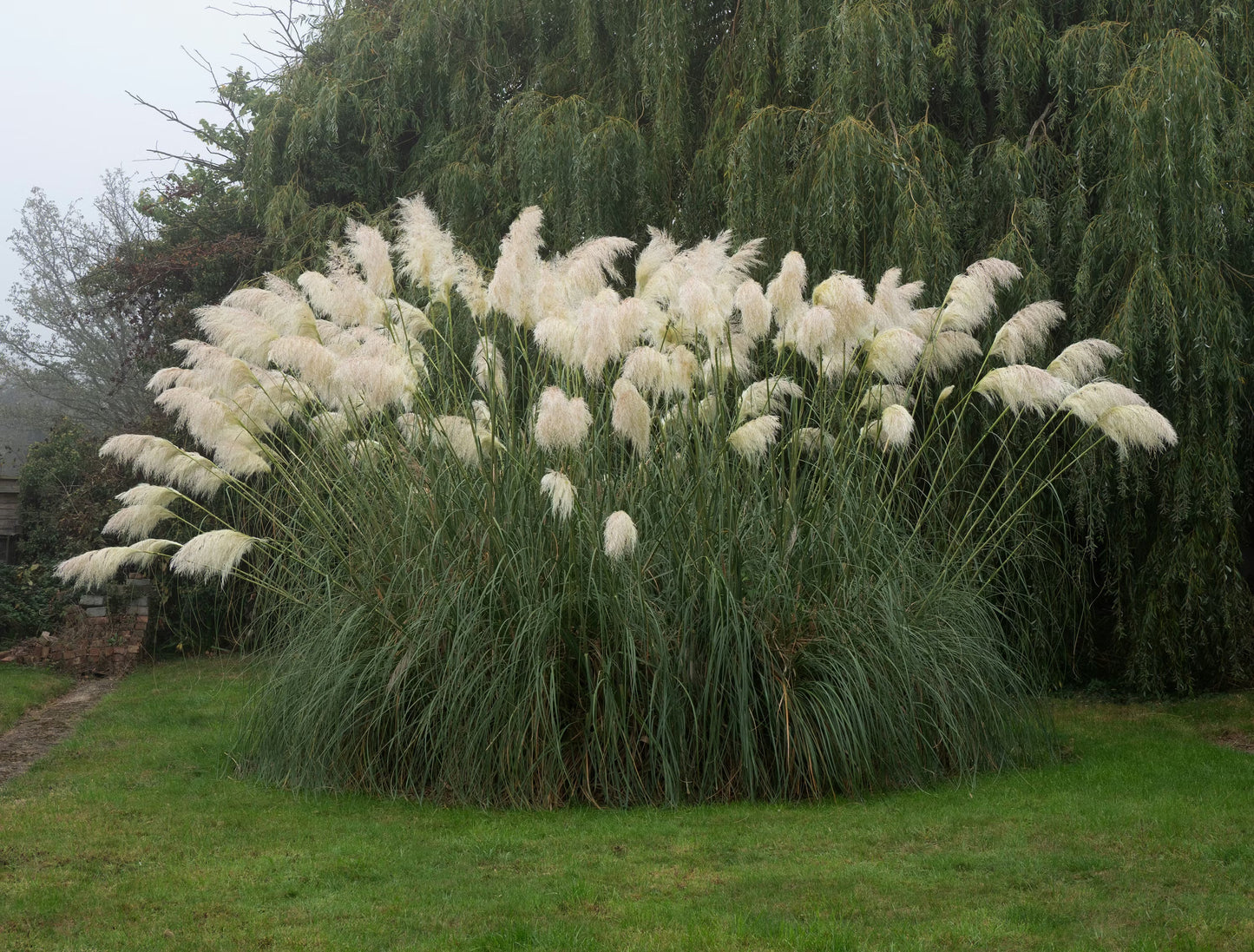 Pampas Flower seeds for Planting - Pollinator Friendly, Heirloom & GMO Free Seeds for Home Garden