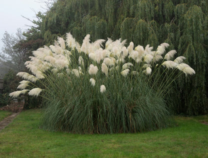 Pampas Flower seeds for Planting - Pollinator Friendly, Heirloom & GMO Free Seeds for Home Garden