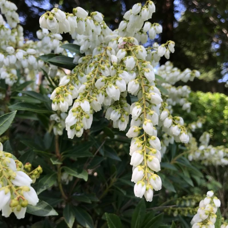 Pieris Japonica Flower seeds for Planting Shade Tolerant, Heirloom & GMO Free Seeds for Home Garden vegetable and garden seeds