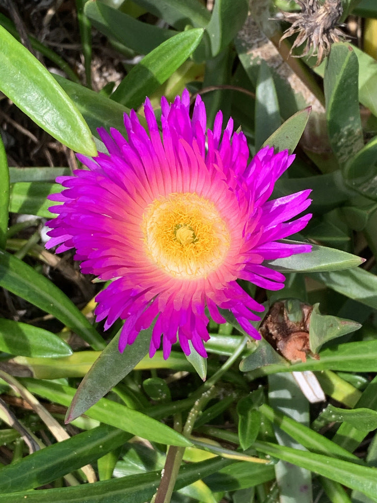 Native Pigface Flower seeds for Planting Perfect for Borders Heirloom & GMO Free Seeds for Home Garden