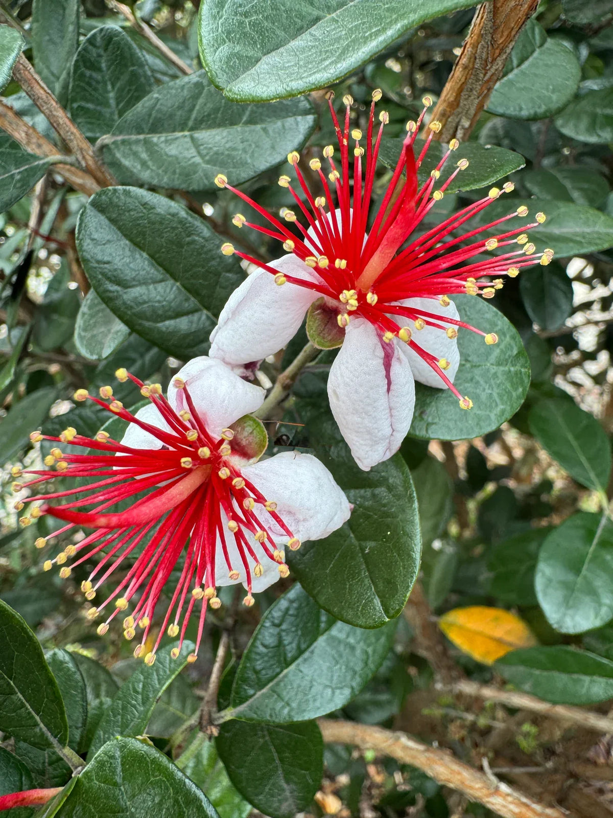Pineapple Guava (Acca guavasteen, Feijoa sellowiana) Pink & Red Flower Fruit Tree Shrub Seeds