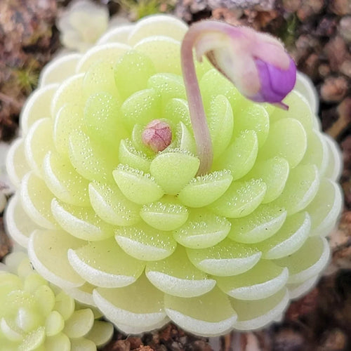 Butterwort Flower seeds for Planting Easy to Grow, Heirloom & GMO Free Seeds for Home Garden seeds for planting