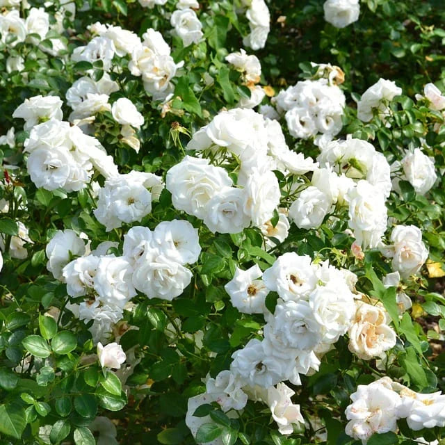 Green Iceberg Flower seeds for Planting Cottage Garden Essential, Heirloom & GMO Free Seeds for Home Garden seeds for planting