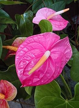 Pink Anthurium Flower Seeds for Planting