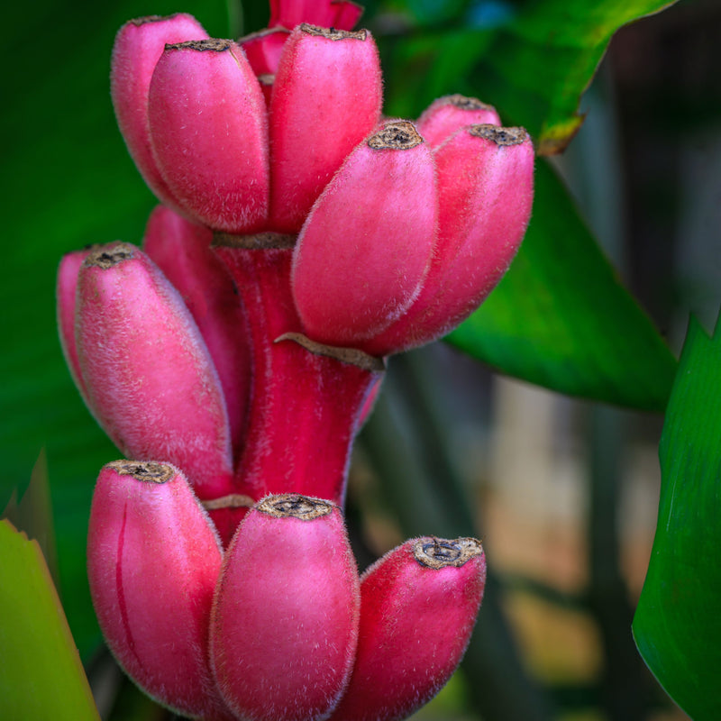 Pink banana seeds for planting tropical ornamental banana plants