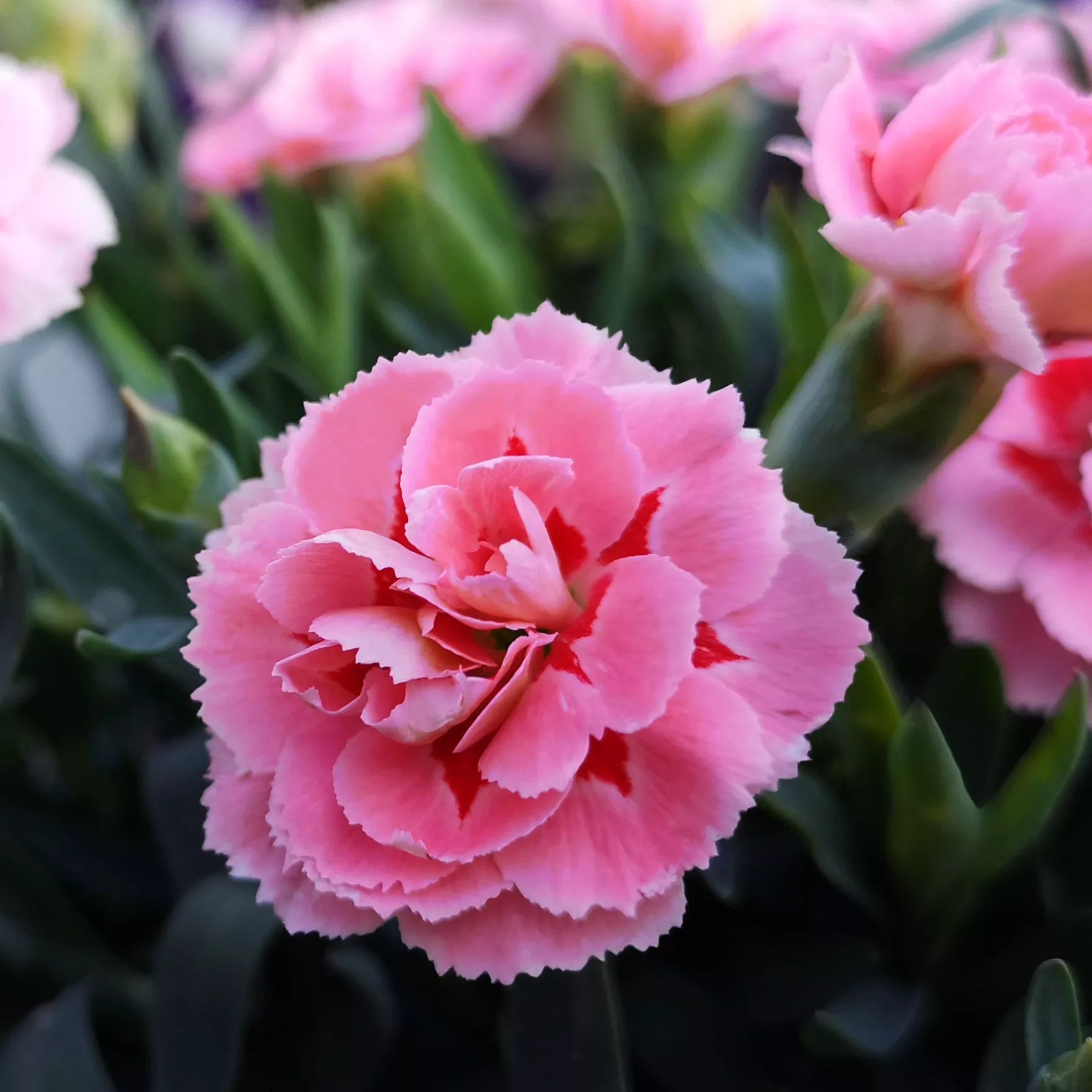 Pink Carnation Flower seeds for Planting Garden Favorite, Heirloom & GMO Free Seeds for Home Garden seeds for planting