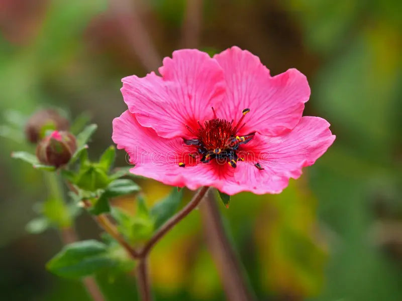 Premium Pink Miss Willmott Flower seeds for Planting Low Maintenance, Heirloom & GMO Free Seeds for Home Garden seeds