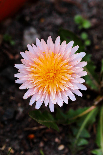Pink Dandelion Seeds – Taraxacum pseudoroseum Rare Pink Flower Variety