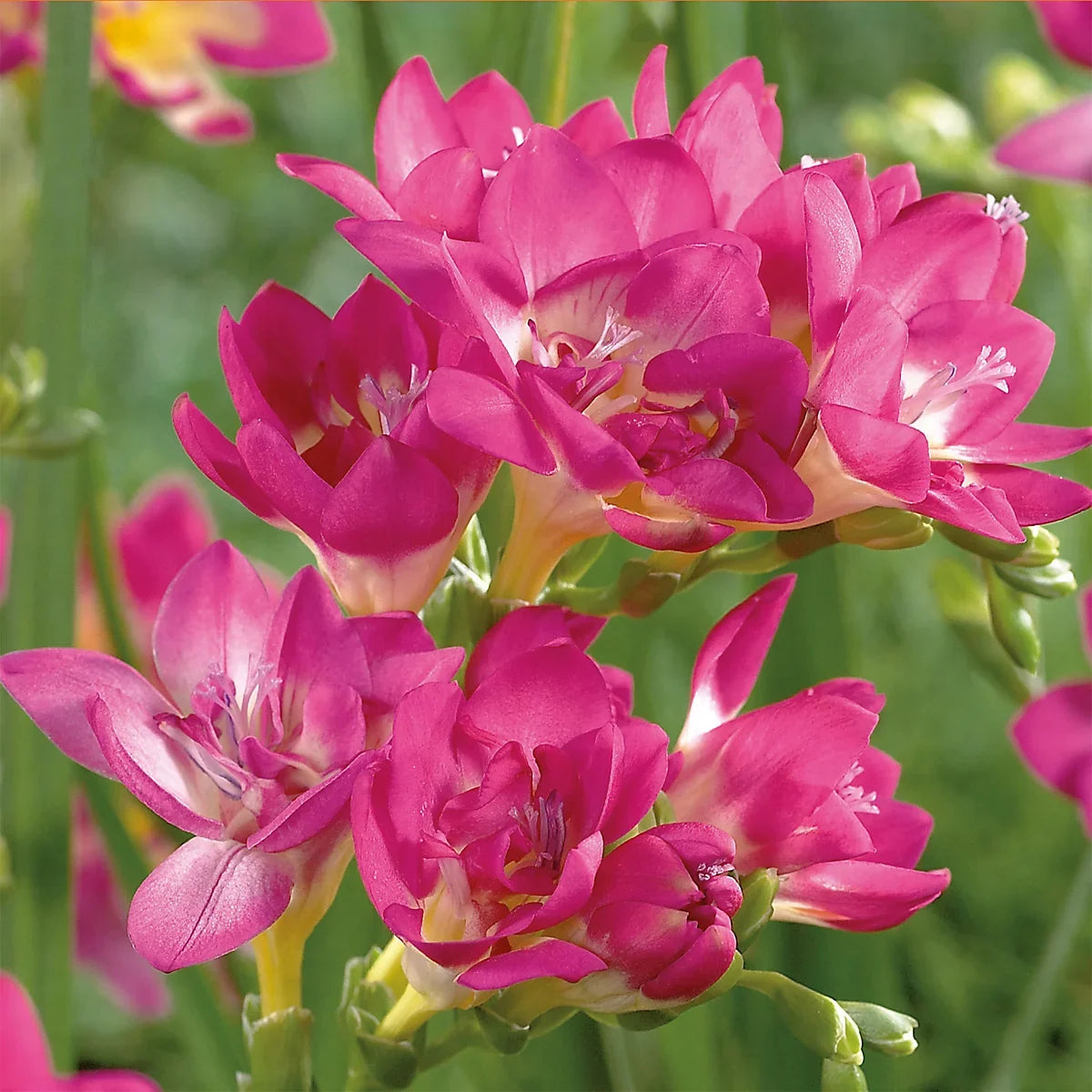High quality Baby Pink Freesia Flower seeds for Planting Easy to Grow, Heirloom & GMO Free Seeds for Home Garden seeds pack