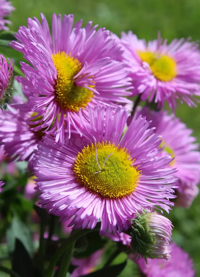 High quality Violet Erigeron Flower seeds for Planting Sun Loving, Heirloom & GMO Free Seeds for Home Garden seeds pack
