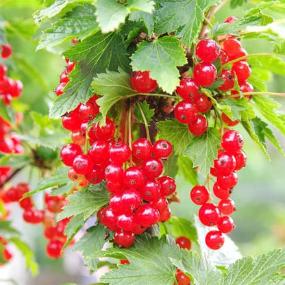 Pink Flowering Currant Seeds – Ribes cereum Non-GMO Native Shrub