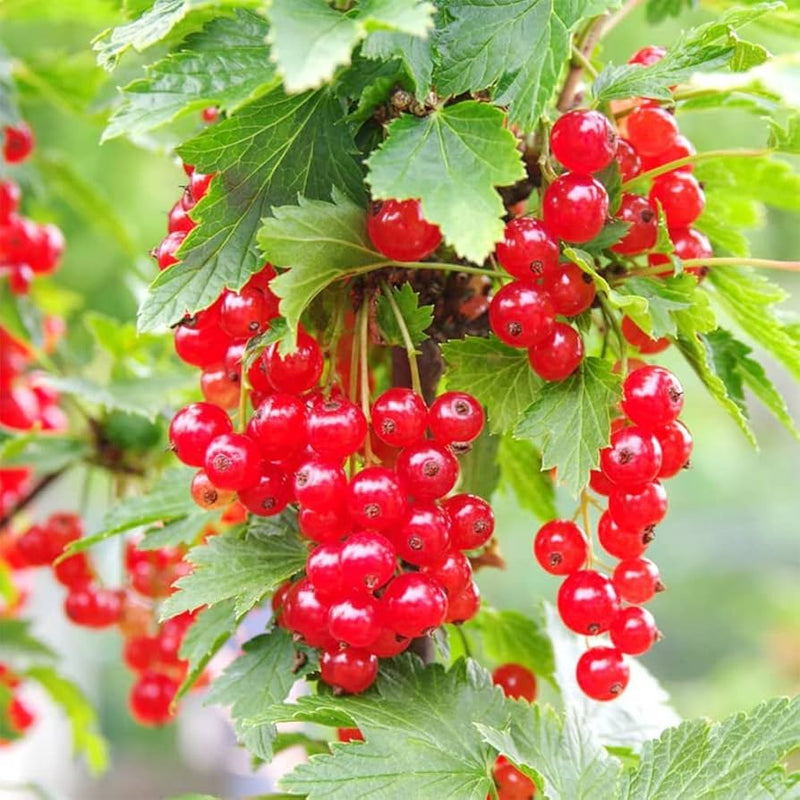 Pink Flowering Currant Seeds – Ribes cereum Non-GMO Native Shrub