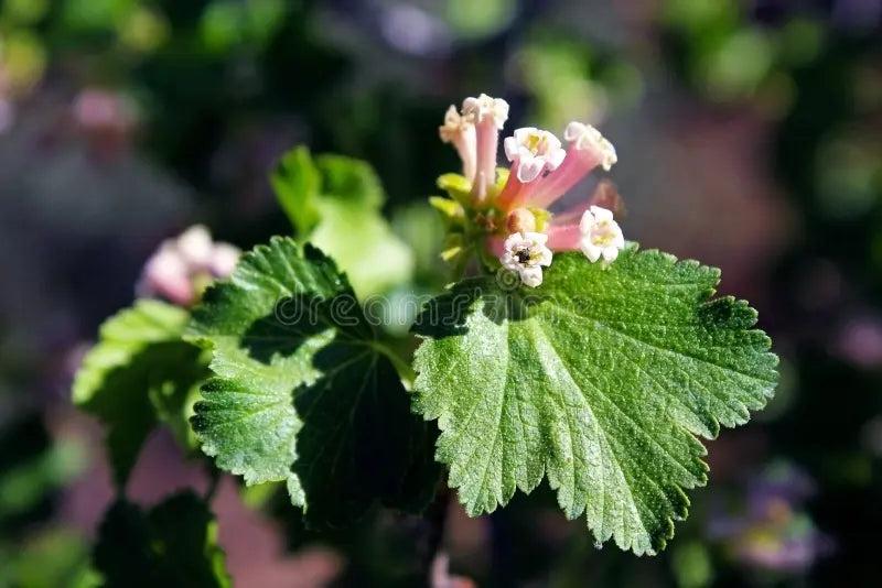 Premium Pink Ribes Cereum Flower seeds for Planting Compact Growth, Heirloom & GMO Free Seeds for Home Garden seeds