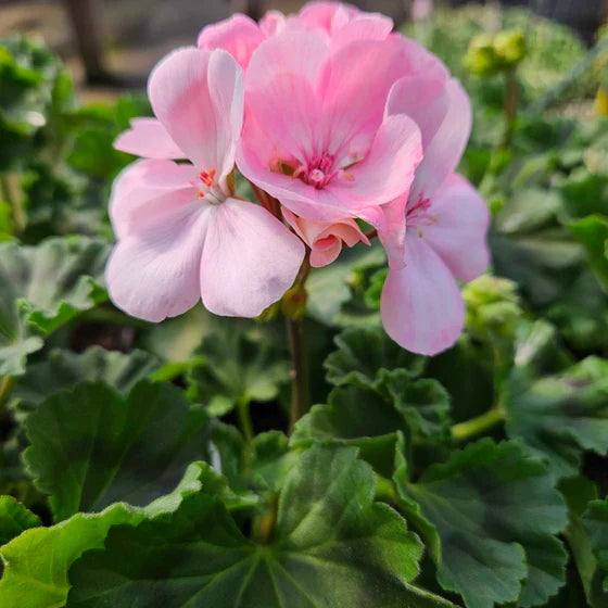 Premium Light Pink Univalve Geranium Flower seeds for Planting Vibrant Colors, Heirloom & GMO Free Seeds for Home Garden seeds