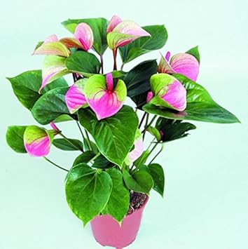 Pink Green Anthurium Flower Seeds for Planting