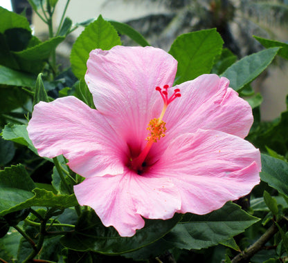 Hibiscus Bonsai Flower seeds for Planting Perfect for Borders Heirloom & GMO Free Seeds for Home Garden