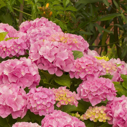 Heirloom Hydrangea Flower seeds for Planting Low Maintenance Heirloom & GMO Free Seeds for Home Garden
