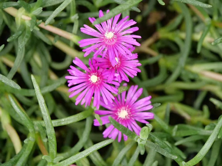 Delosperma Flower seeds for Planting Pollinator Friendly Heirloom & GMO Free Seeds for Home Garden