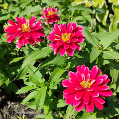 Pink Marigold Flower Seeds for Garden Planting