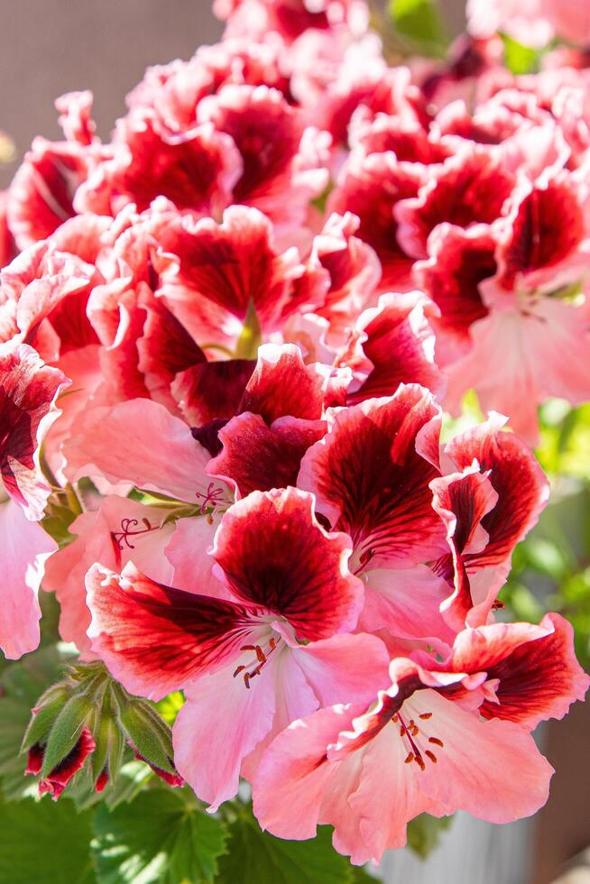 Red & Orange Geranium Flower seeds for Planting Shade Tolerant, Heirloom & GMO Free Seeds for Home Garden vegetable and garden seeds