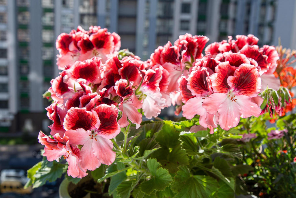 High quality Red & Orange Geranium Flower seeds for Planting Shade Tolerant, Heirloom & GMO Free Seeds for Home Garden seeds pack