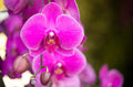 Slipper Orchid Flower seeds for Planting Sun Loving, Heirloom & GMO Free Seeds for Home Garden seeds for planting
