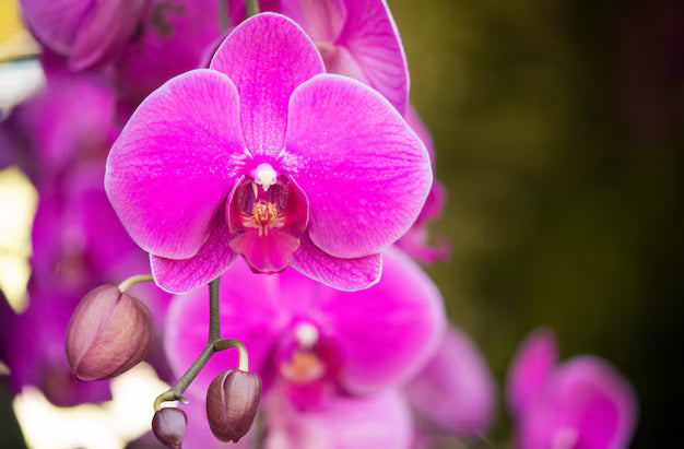 Slipper Orchid Flower seeds for Planting Sun Loving, Heirloom & GMO Free Seeds for Home Garden seeds for planting