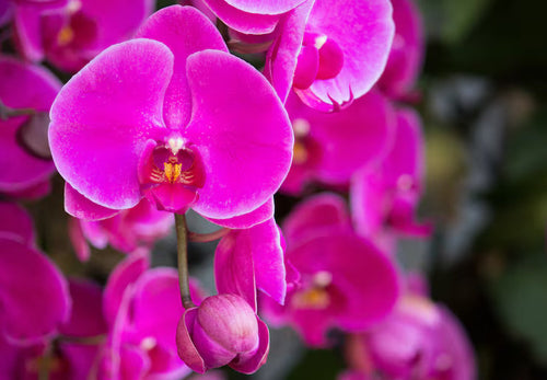 Premium Butterfly Orchid Flower seeds for Planting Easy to Grow, Heirloom & GMO Free Seeds for Home Garden seeds