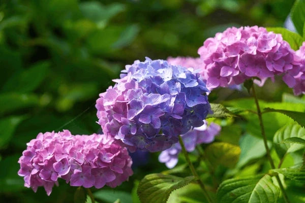 Premium Pastel Rainbow Hydrangea Flower seeds for Planting Long Bloom Season, Heirloom & GMO Free Seeds for Home Garden seeds
