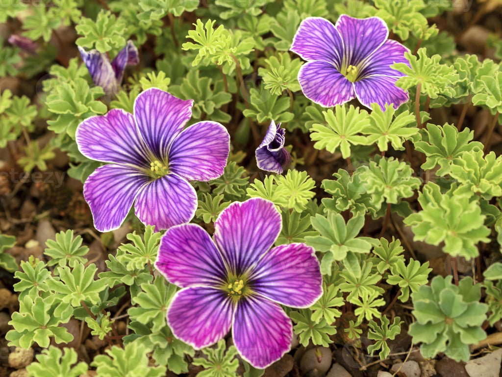 High quality Oxalis Laciniata Flower seeds for Planting Premium Quality, Heirloom & GMO Free Seeds for Home Garden seeds pack