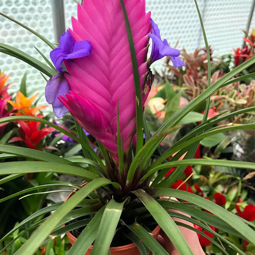 Premium Bromeliad Tillandsia Flower seeds for Planting Long Bloom Season, Heirloom & GMO Free Seeds for Home Garden seeds