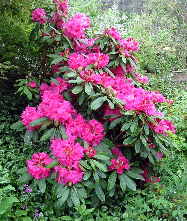 Pink Rhododendron Flower seeds for Planting Sun Loving, Heirloom & GMO Free Seeds for Home Garden vegetable and garden seeds